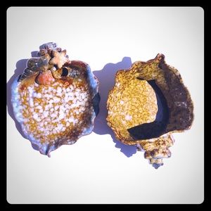 2 Sea Shells Ceramic Platter Decor